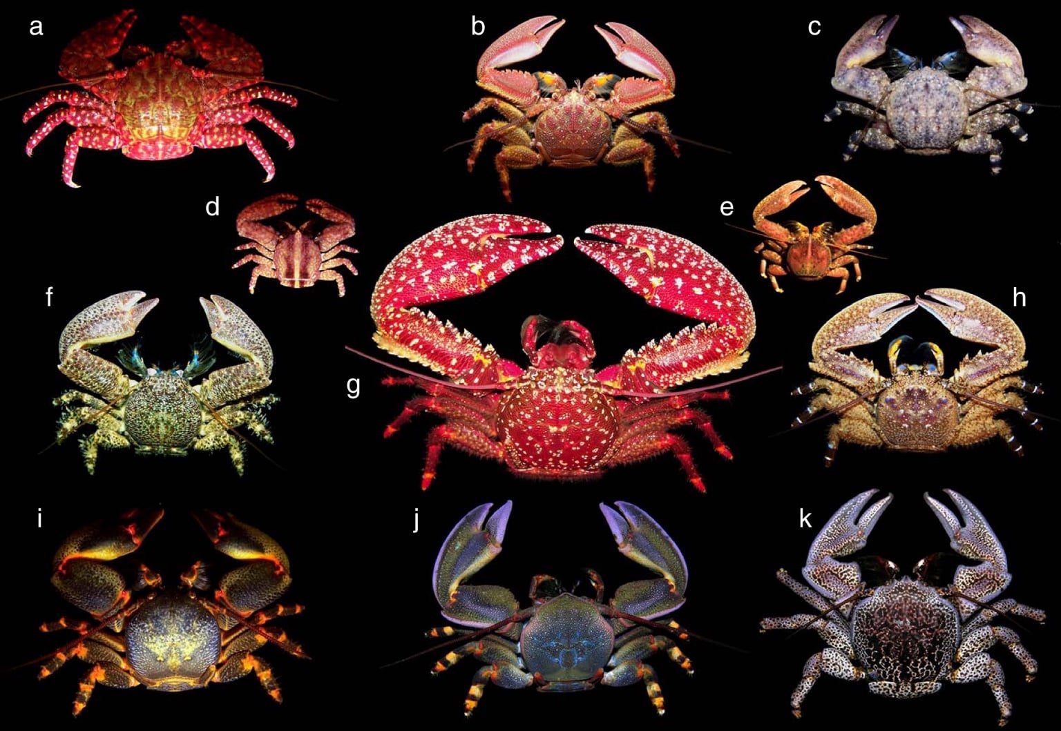 A bunch of crab-like crustaceans that aren't actually crabs